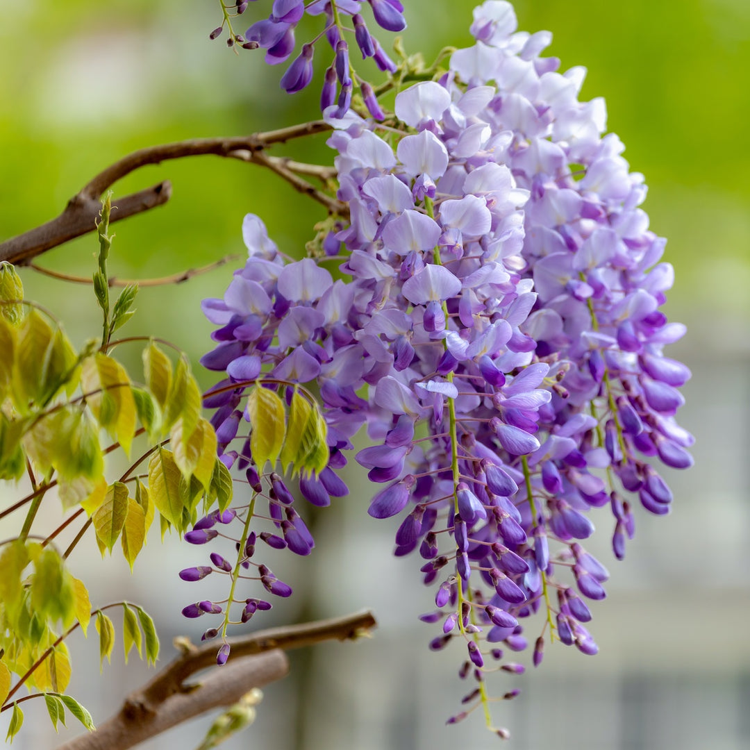 Wisteria blomsterfrø til plantning, arvestykke, ikke-GMO, 100 stk.