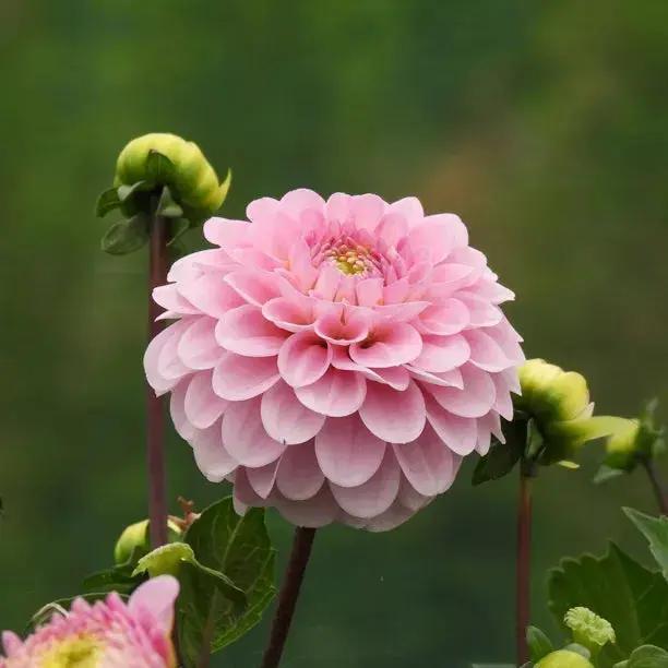 pink pompon flower seeds