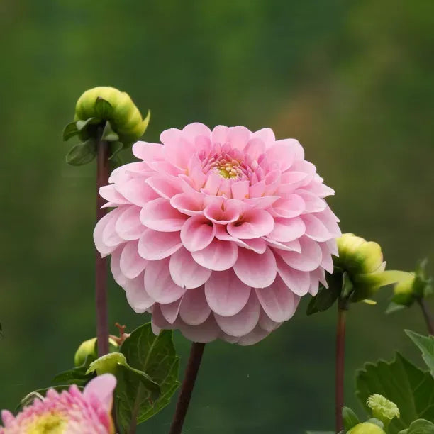 Pink Pompon Dahlia Blomsterfrø til udplantning - 100 stk