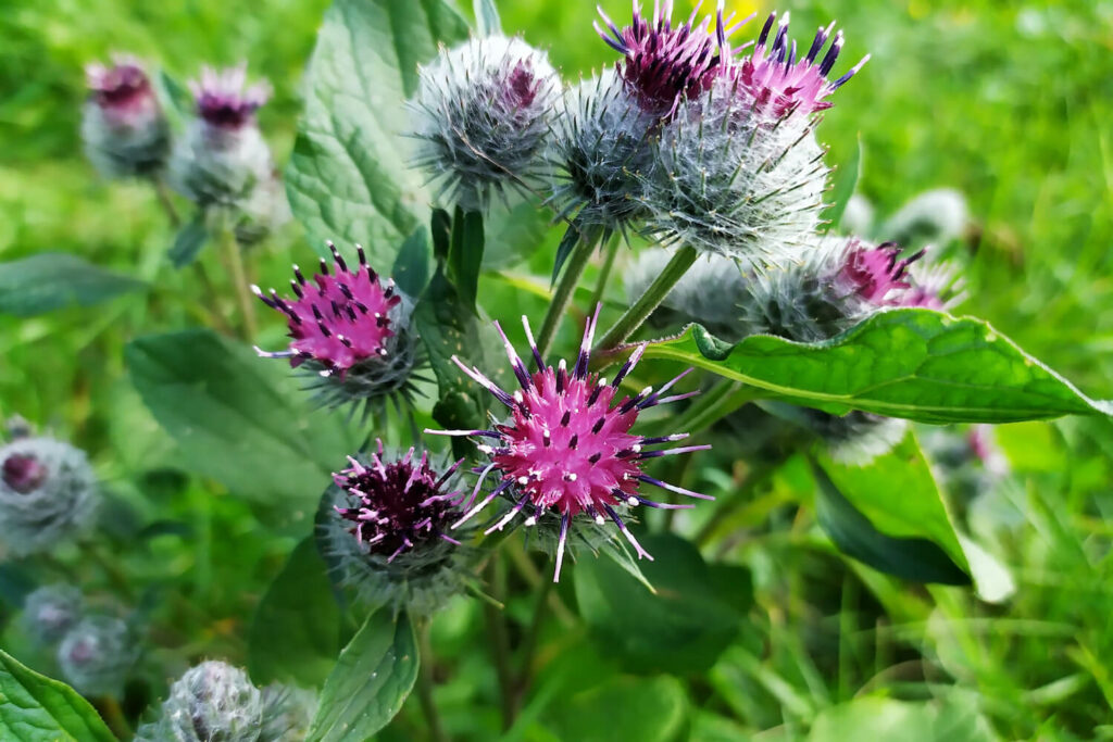 heirloom arctium flower seeds