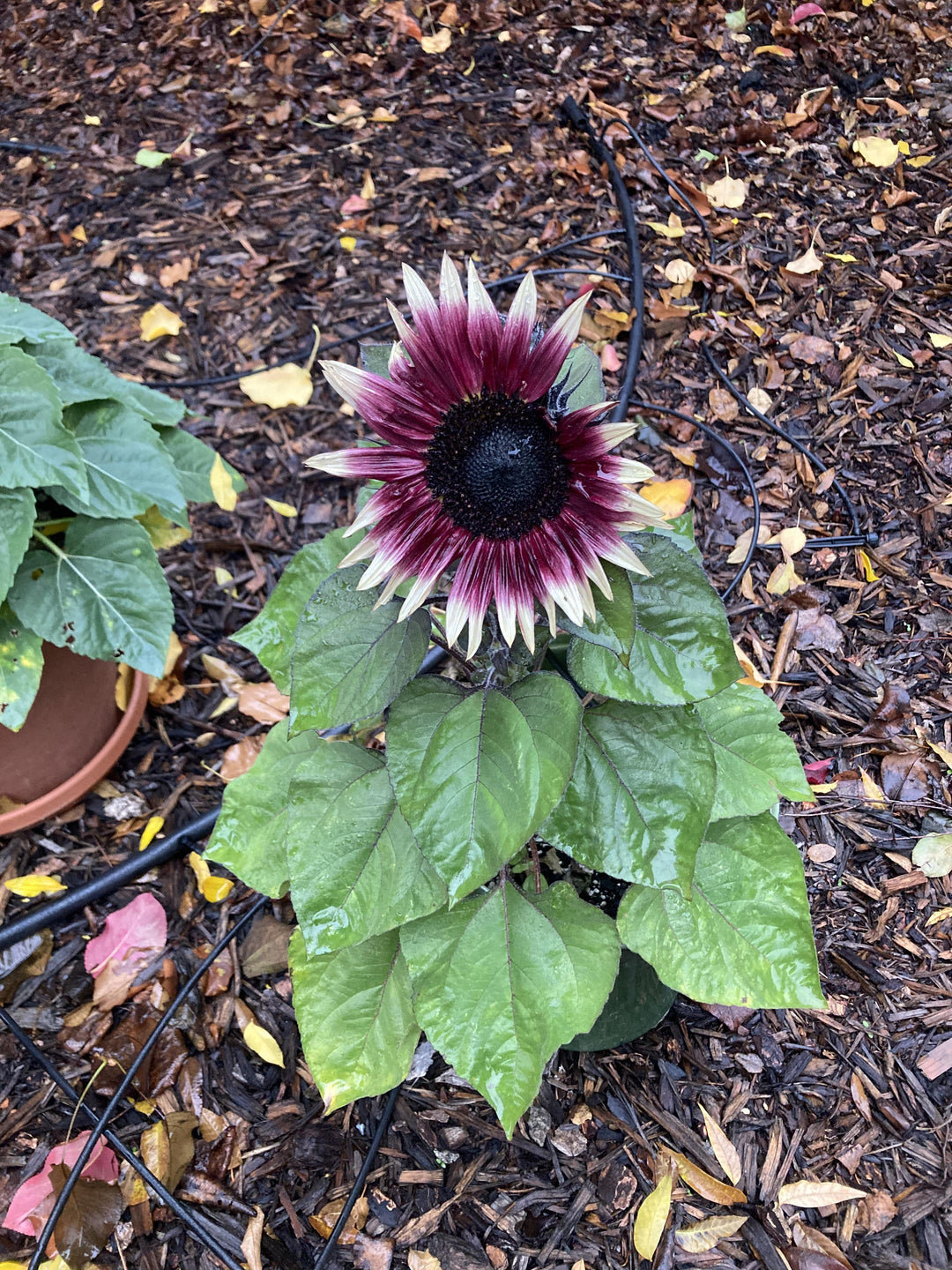 Cherry Rose Sunflower Seeds for Planting – Heirloom Non-GMO Seeds for Vibrant Gardens, High Germination Organic Seeds