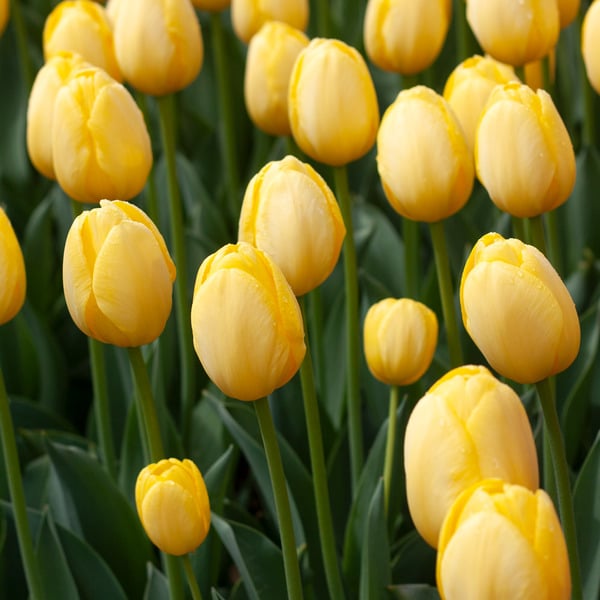 Organic Heirloom Non-GMO Light Yellow Tulip Seeds for Planting – Spring Blooms