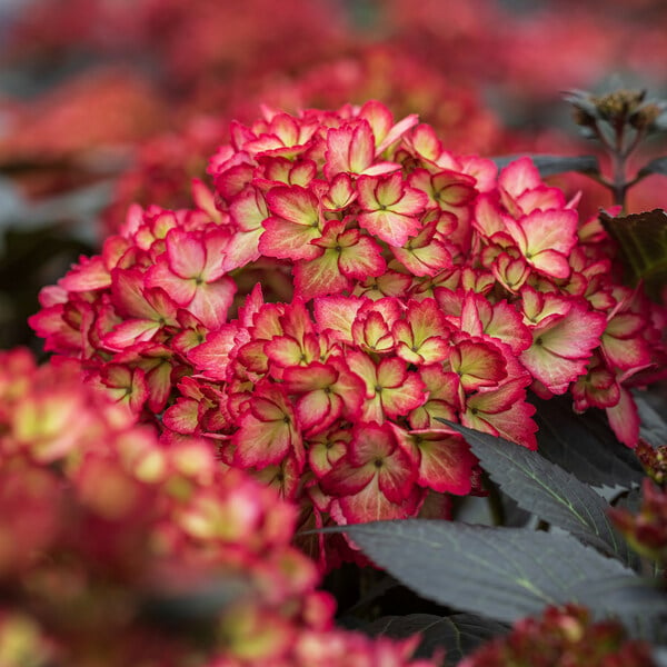 Gul rød hortensia blomsterfrø til plantning - 100 stk