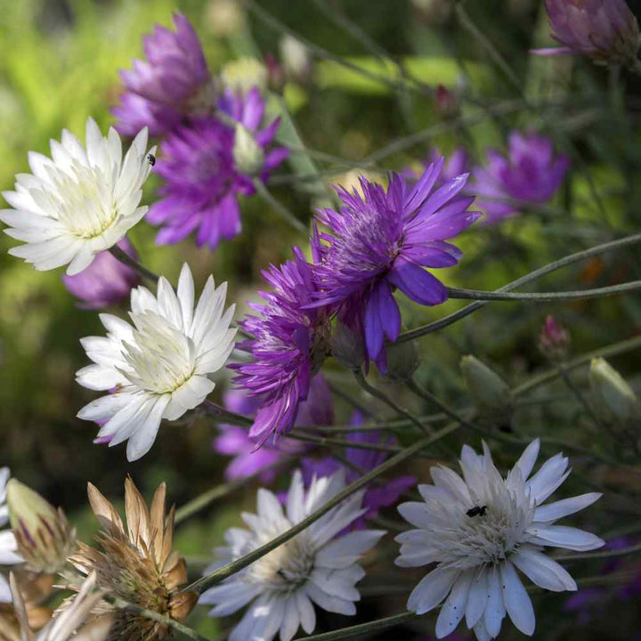 Xeranthemum annum Blomsterfrø til plantning - 100 stk