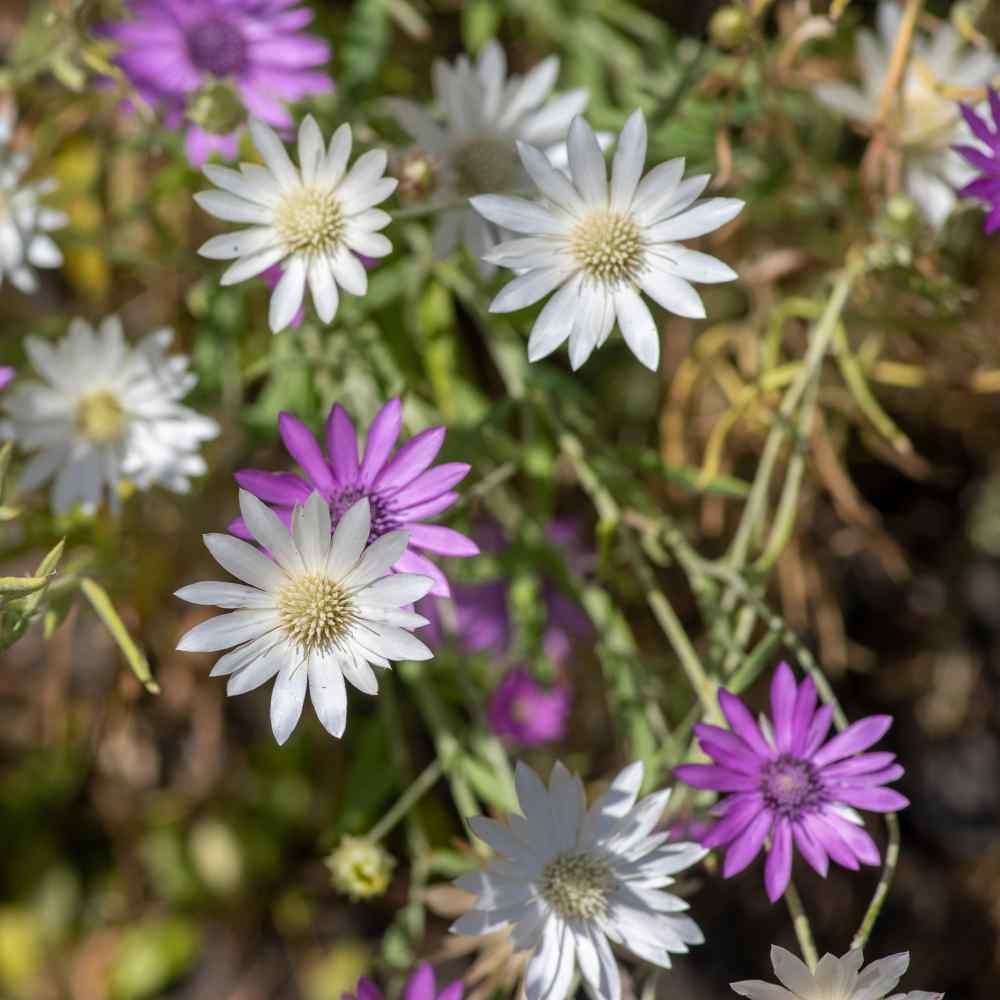 Xeranthemum annum Blomsterfrø til plantning - 100 stk