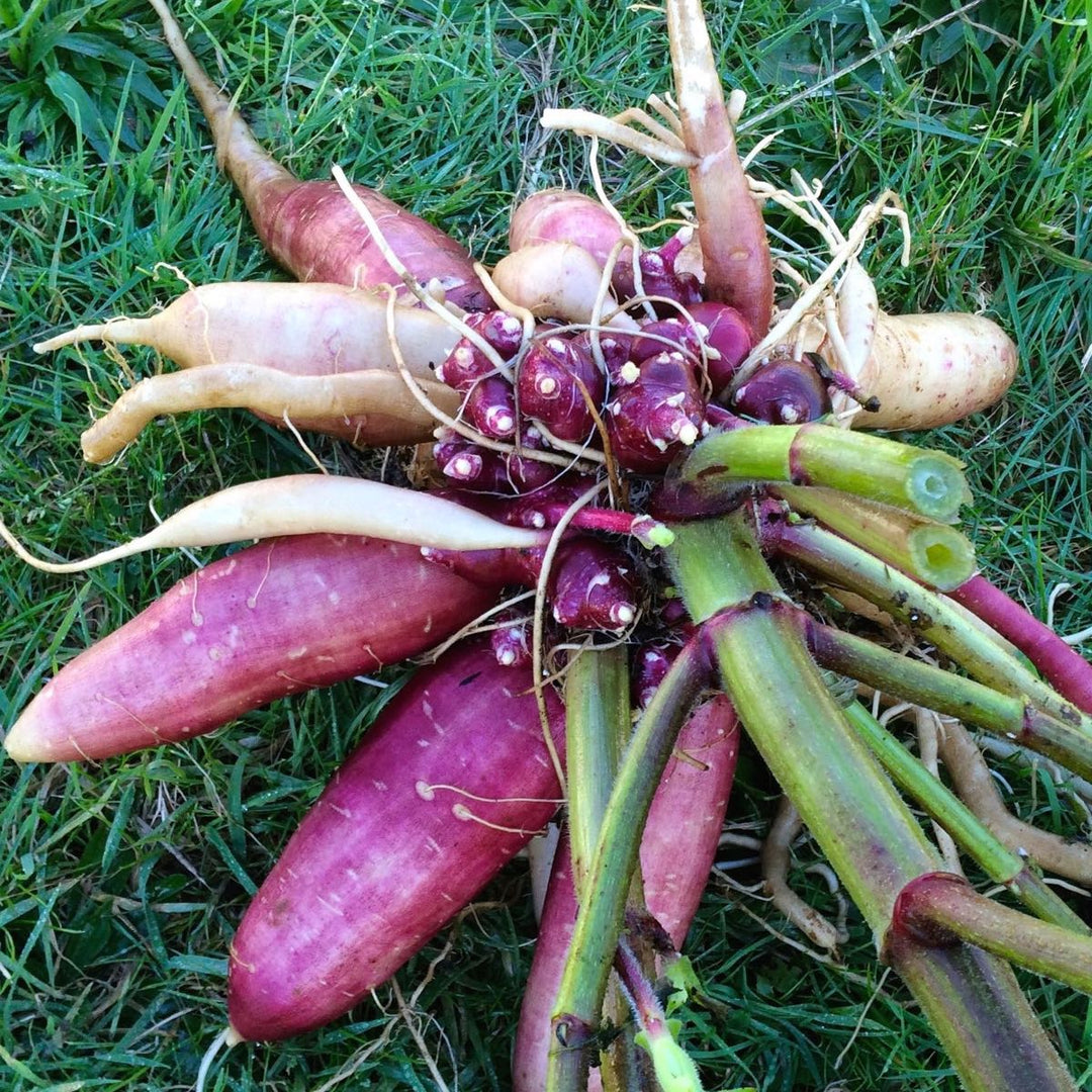 Late Red Yacon Seeds for Planting - 100 pcs