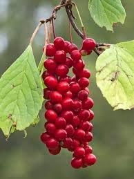 Yanang (Tiliacora Triandra) Fruit Seeds for Planting