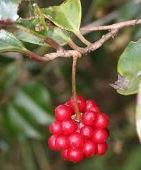 Yanang (Tiliacora Triandra) Fruit Seeds for Planting