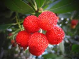 Yangmei Fruit Seeds for Planting