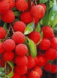 Yangmei Fruit Seeds for Planting