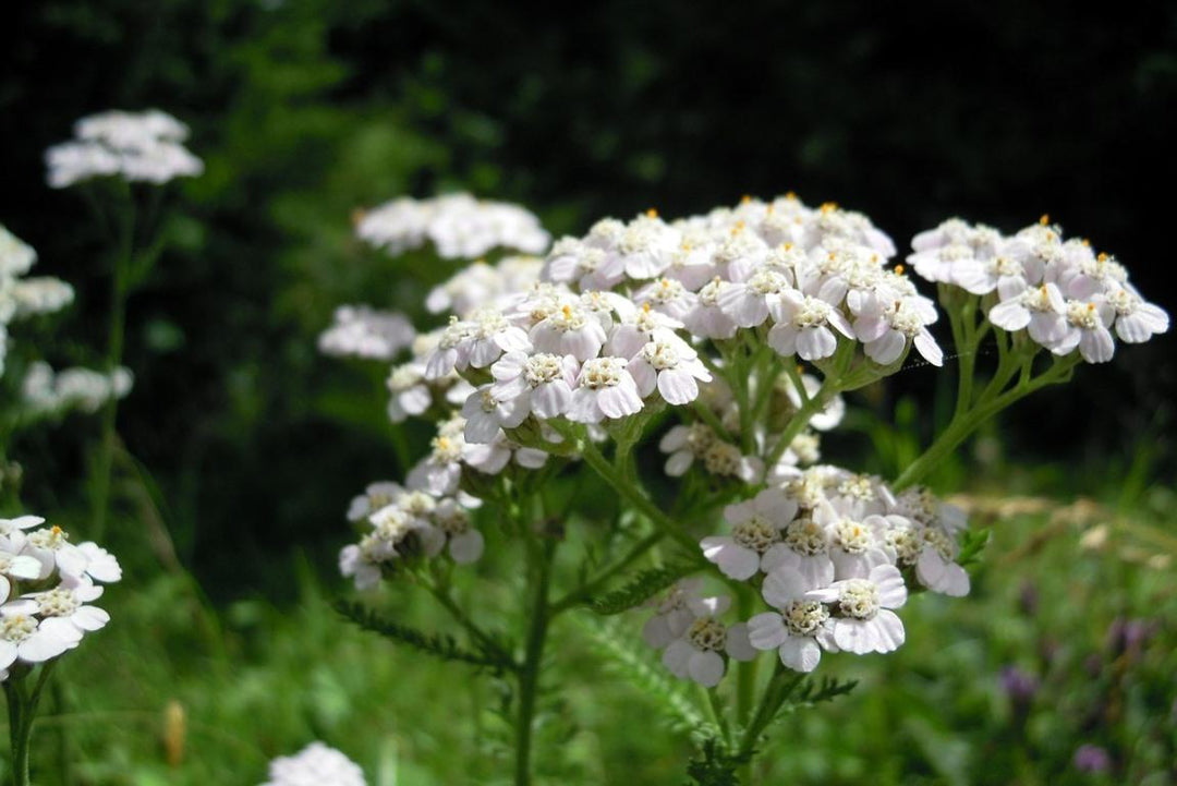 Achillea Millefolium blomsterfrø til plantning, arvestykke frø -100 stk.