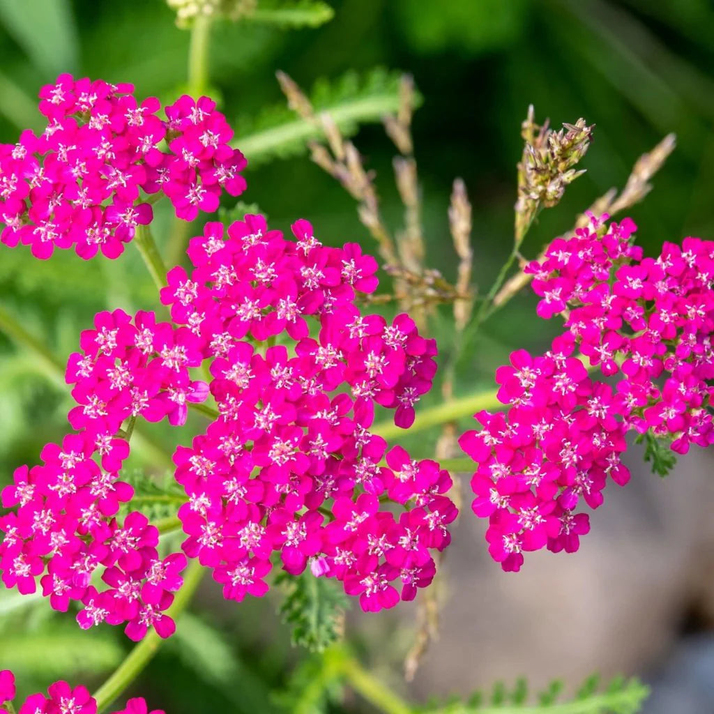 Pink Cerise Flower Seeds for Planting - 100 pcs