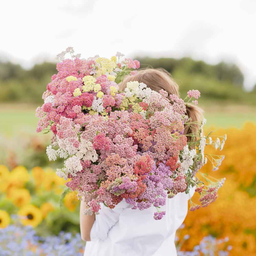 achillea millefolium flower seeds