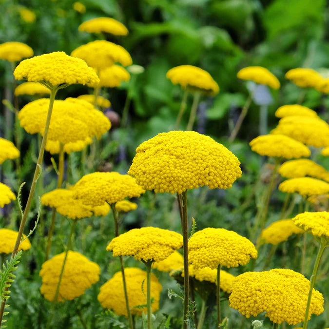 Yarrow Flower Seeds for Planting ,Heirloom Seeds -100 pcs