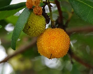 Yellow Arbutus unedo Strawberry Fruit Seeds for Planting