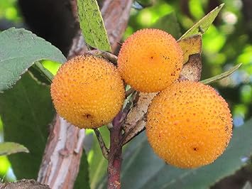 Yellow Arbutus unedo Strawberry Fruit Seeds for Planting