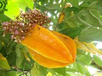 Yellow Averrhoa Carambola (Starfruit) Fruit Seeds for Planting