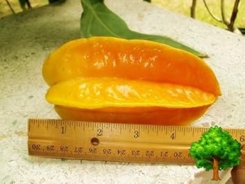 Yellow Averrhoa Carambola (Starfruit) Fruit Seeds for Planting