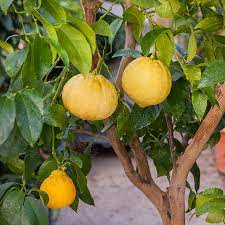 Yellow Bergamot Seeds for Planting