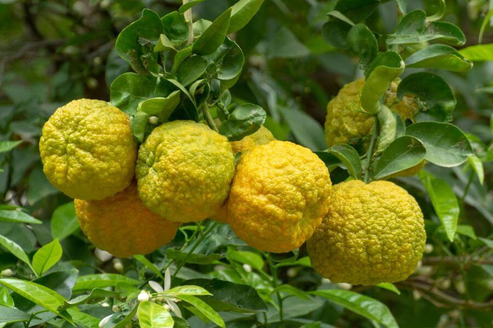 Yellow Bergamot Seeds for Planting