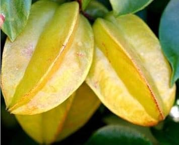 Yellow Carambola Starfruit Seeds