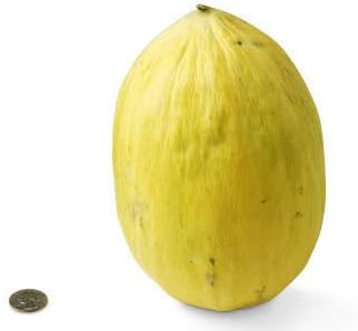 Yellow Cucumis Melo Fruit Seeds for Planting | Heirloom Non-GMO Organic Seeds for Sweet, Refreshing Garden Melons