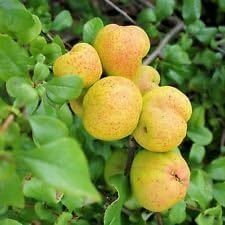 Yellow Cydonia Pome Fruit Seeds