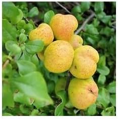 Yellow Cydonia Pome Fruit Seeds