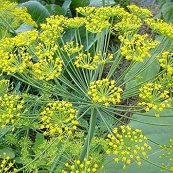 Yellow Dill Plant Seeds for Planting