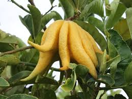 Yellow Finger-Citron Fruit Seeds for Planting