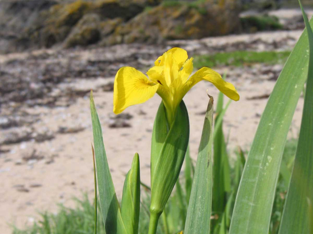 Flag Blomsterfrø til udplantning - 100 stk