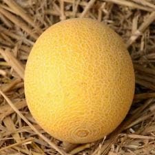 Yellow Galia Melon Seeds for Planting