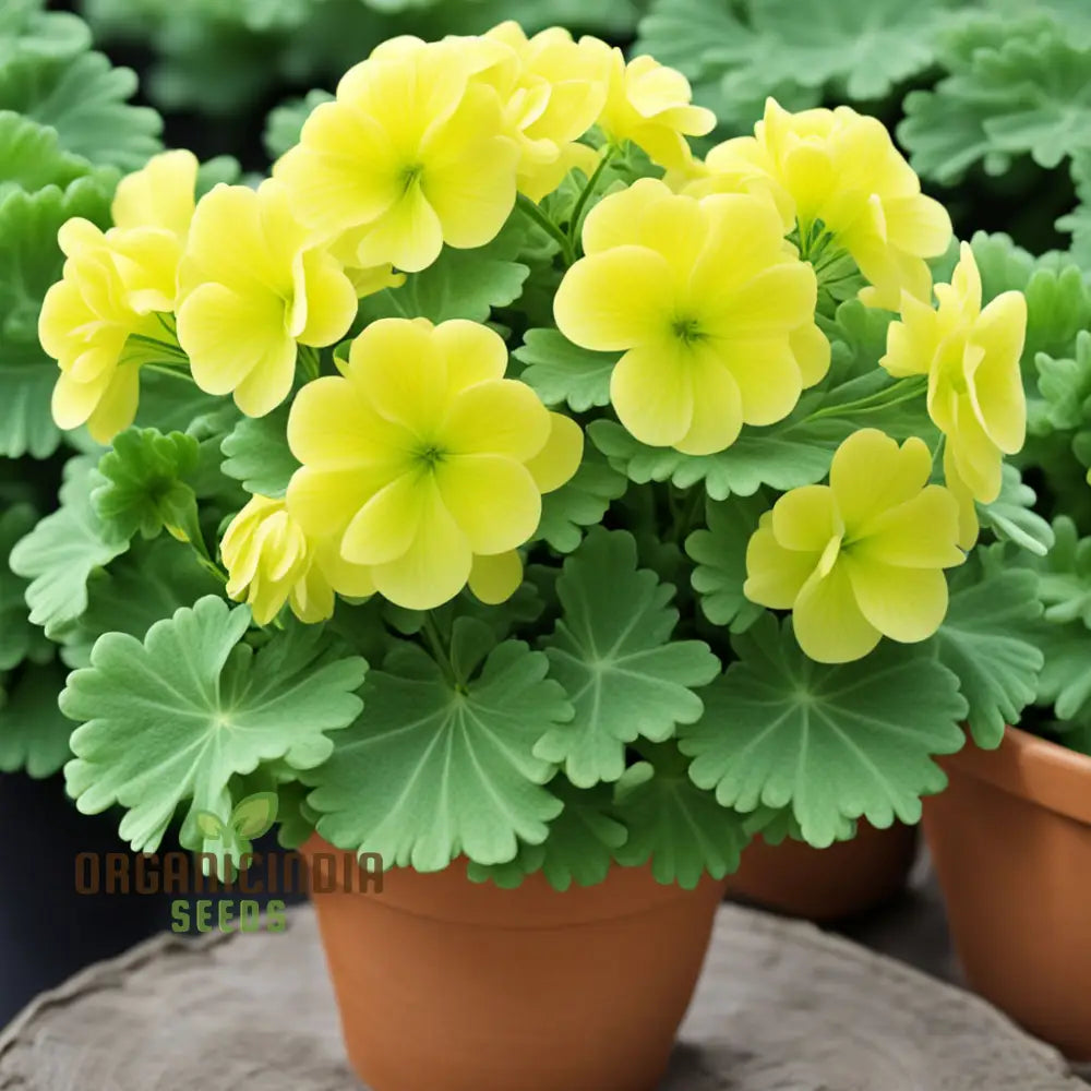 Thick Yellow Geranium Flower Seeds for Planting – 100 pcs