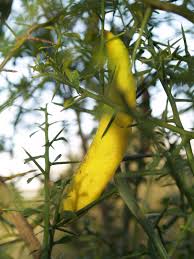 Yellow Gold Finger Lime Fruit Seeds for Planting