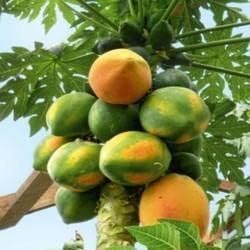 Yellow-Green Papaya Fruit Seeds for Planting