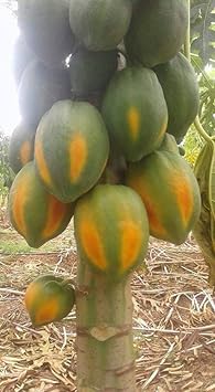 Yellow-Green Papaya Fruit Seeds for Planting