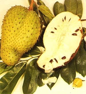 Yellow Green Soursop Fruit Seeds for Planting