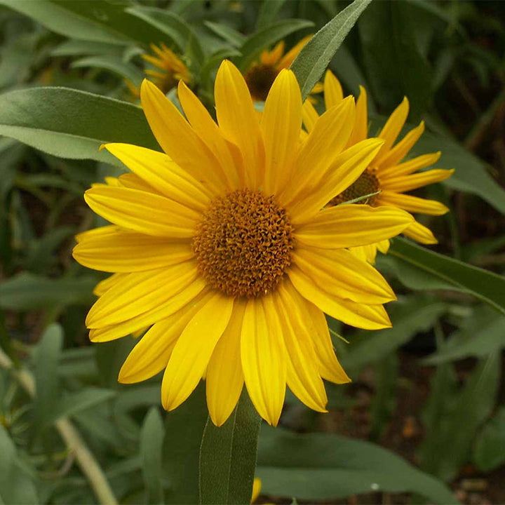 Maximilian Sunflower Flower Seeds Arvestykke Ikke-GMO til plantning