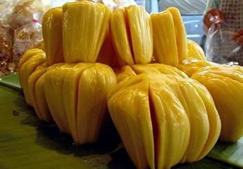 Yellow Jackfruit Seeds for Planting