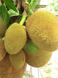 Yellow Jackfruit Seeds for Planting