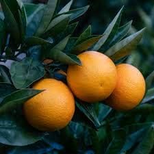 Yellow Kumquat Orange Fruit Seeds for Planting