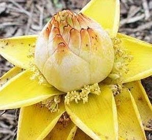 Yellow Lasiocarpa Fruit Seeds for Planting | Heirloom Non-GMO Organic Seeds for Exotic Garden Plants