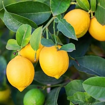 Yellow Lemon Fruit Seeds for Planting