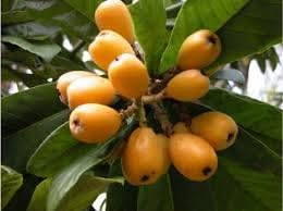 Yellow Loquat Fruit Seeds for Planting
