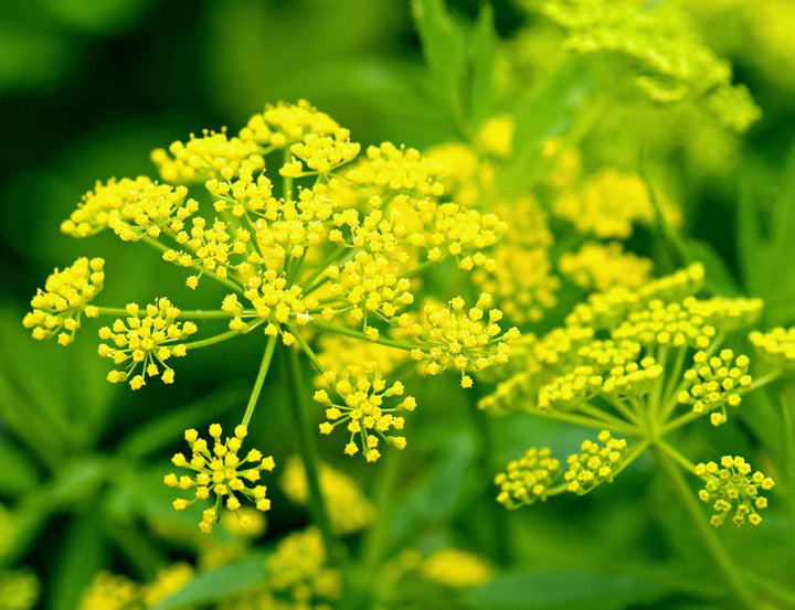 Yellow Mammoth Dill Herb Plant Seeds for Planting