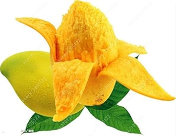 Yellow Mango Tree Seeds for Planting