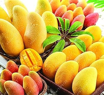 Yellow Mango Tree Seeds for Planting
