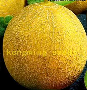 Yellow Melon Fruit Seeds for Planting