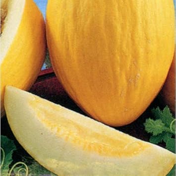 Yellow Melon Fruit Seeds for Planting | Heirloom Non-GMO Organic Garden Seeds for Sweet Yellow Melons