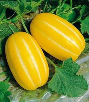 Yellow Musk Melon Fruit Seeds